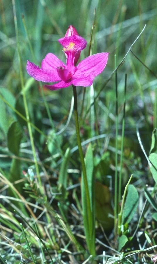 Calopogon tuberosus flower
