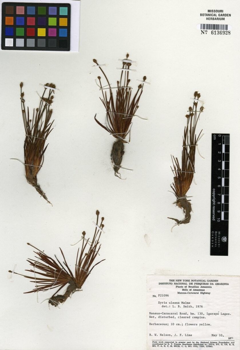 Xyris uleana — search result for 'Xyris'