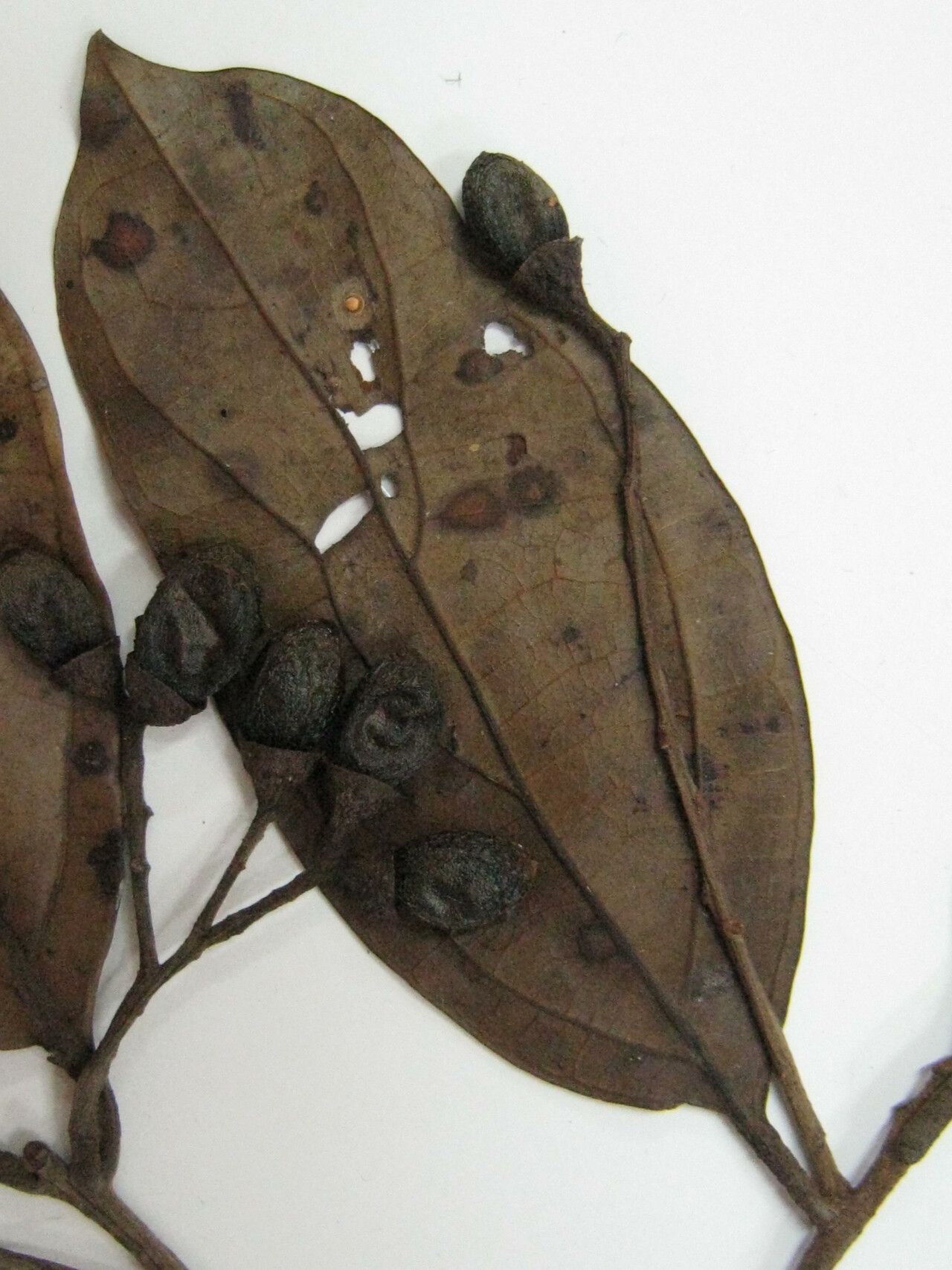 Ocotea percurrens other