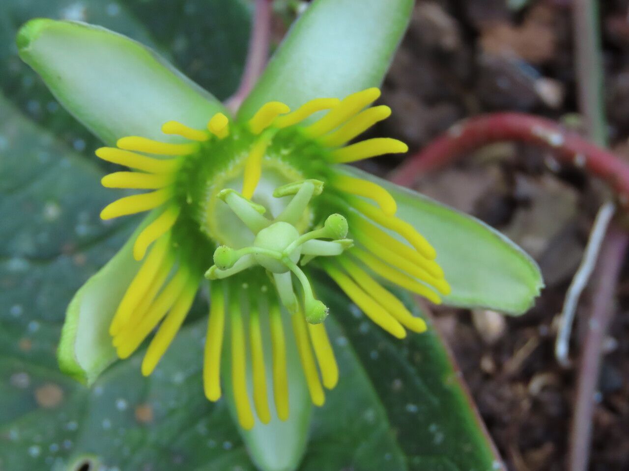 Passiflora megacoriacea flower