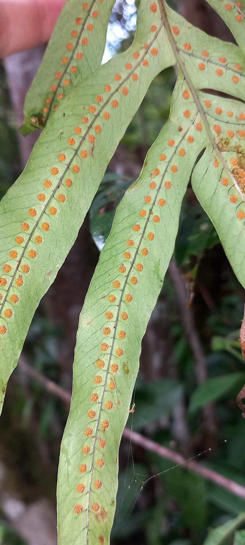 Serpocaulon attenuatum flower