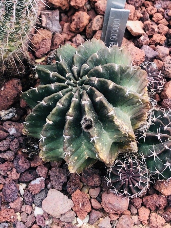 Echinopsis boyuibensis — search result for 'Echinopsis'