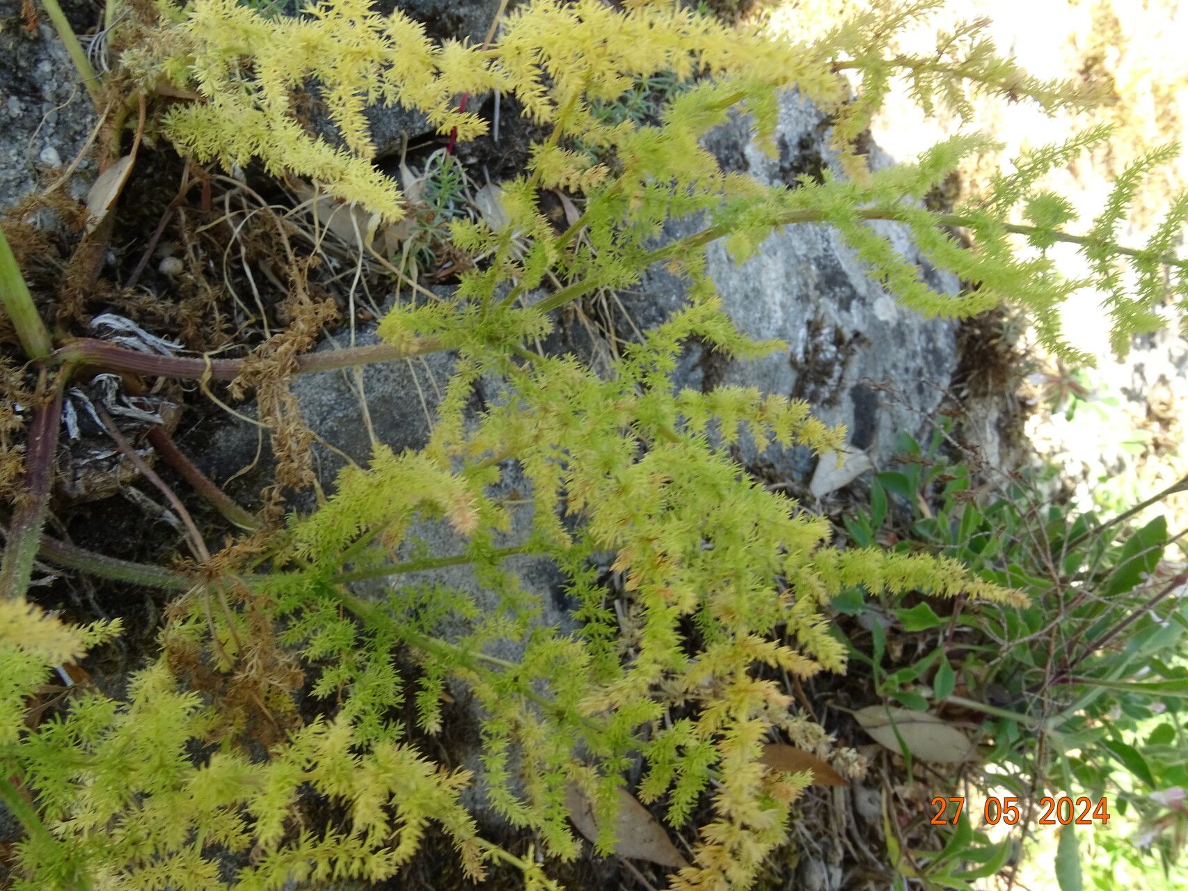 Thapsia asclepium leaf