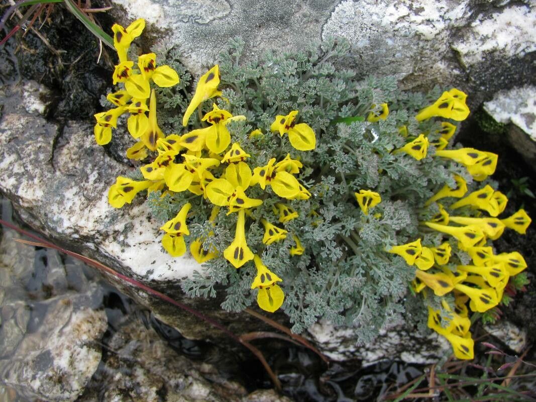 Corydalis megacalyx — houseplant care guide