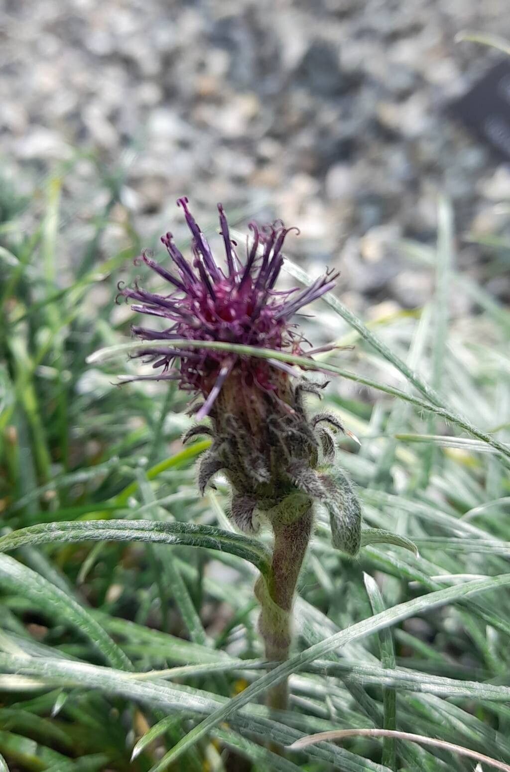 Saussurea brunneopilosa flower