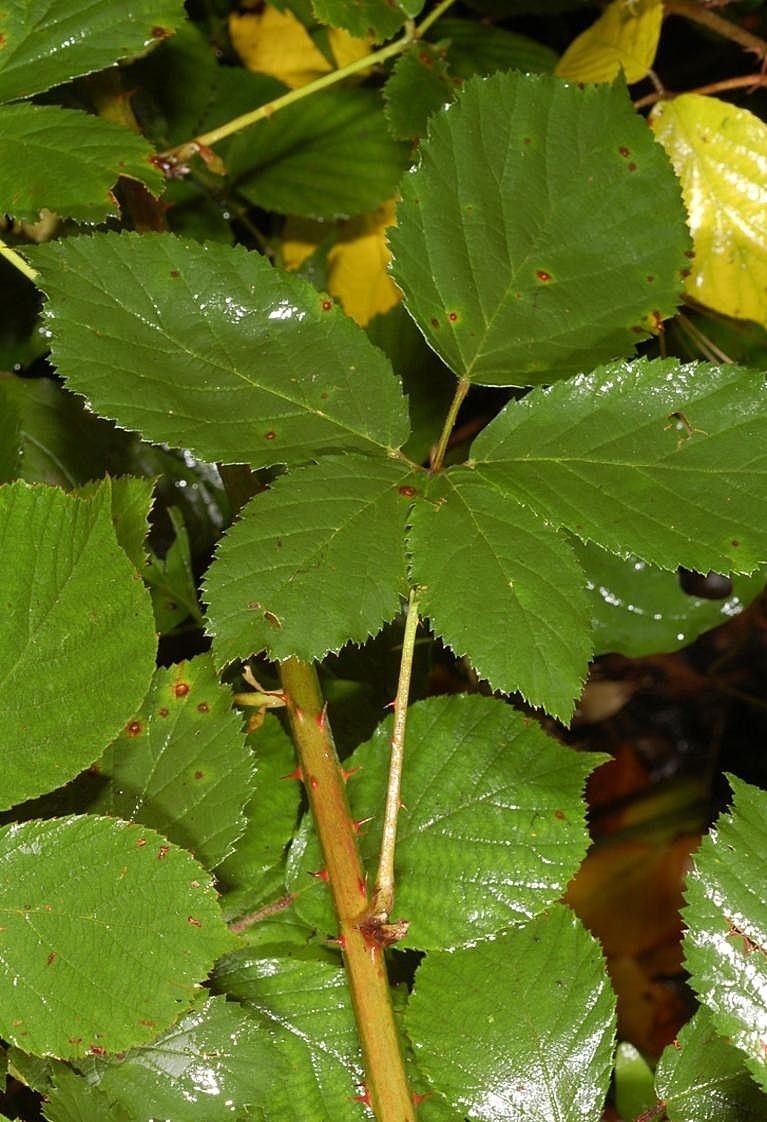 Rubus suevicola leaf
