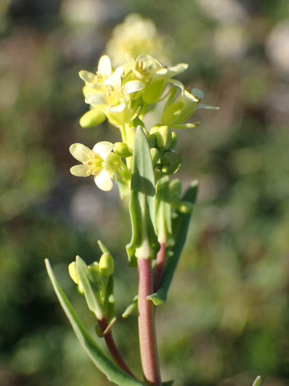 Myagrum perfoliatum flower
