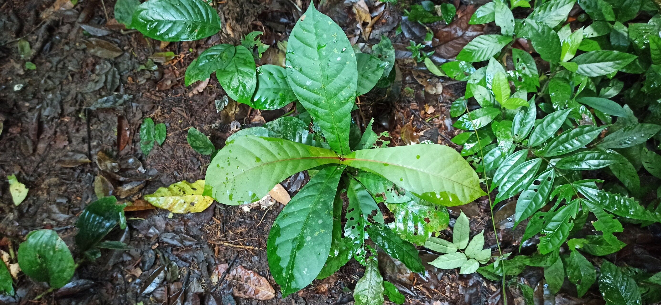 Ixora synactica leaf