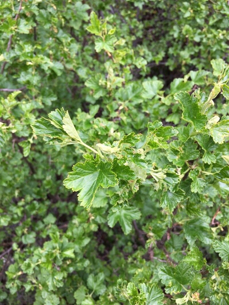 Ribes magellanicum leaf