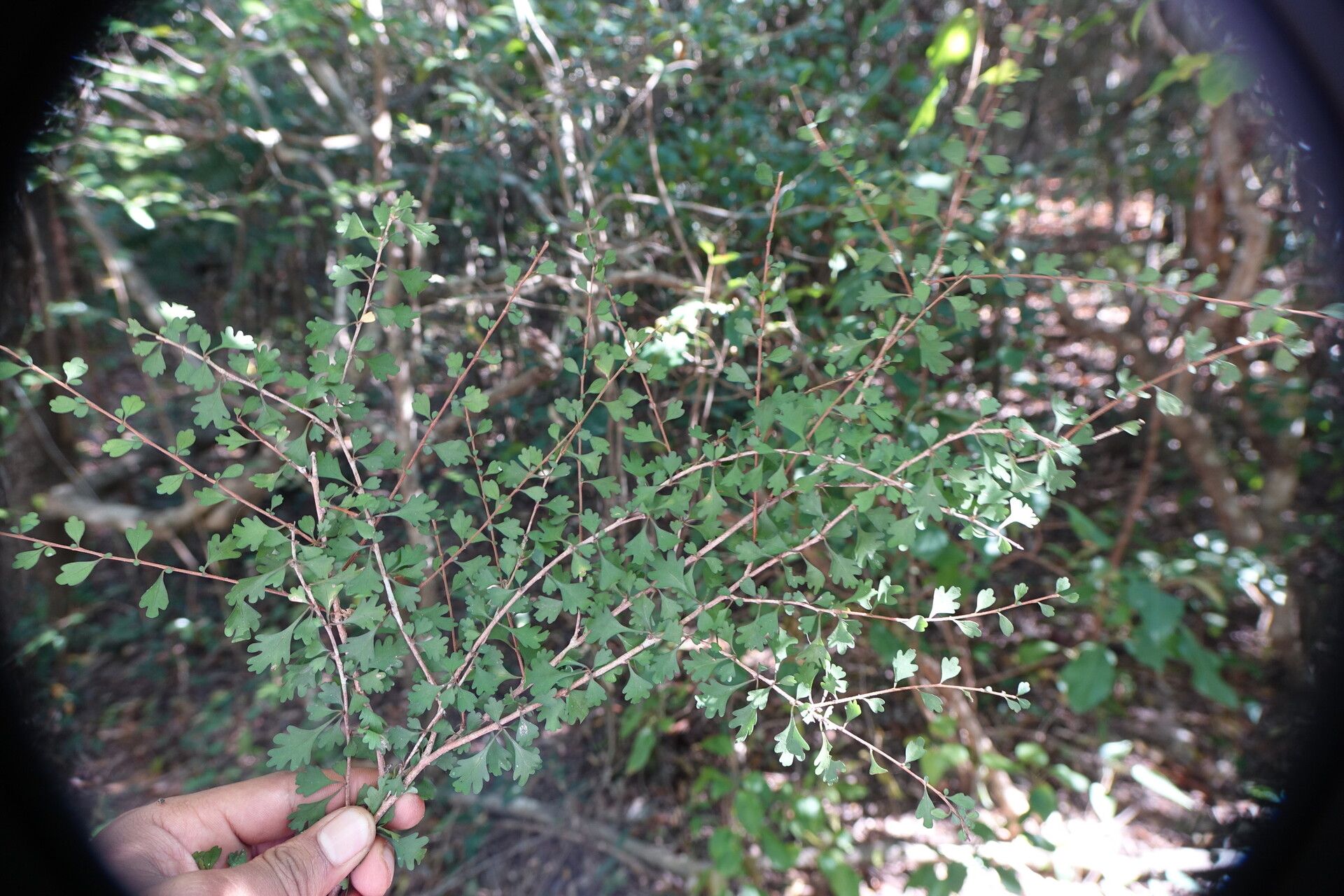 Turraea obovata habit