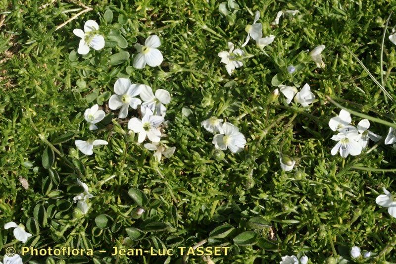 Veronica repens habit