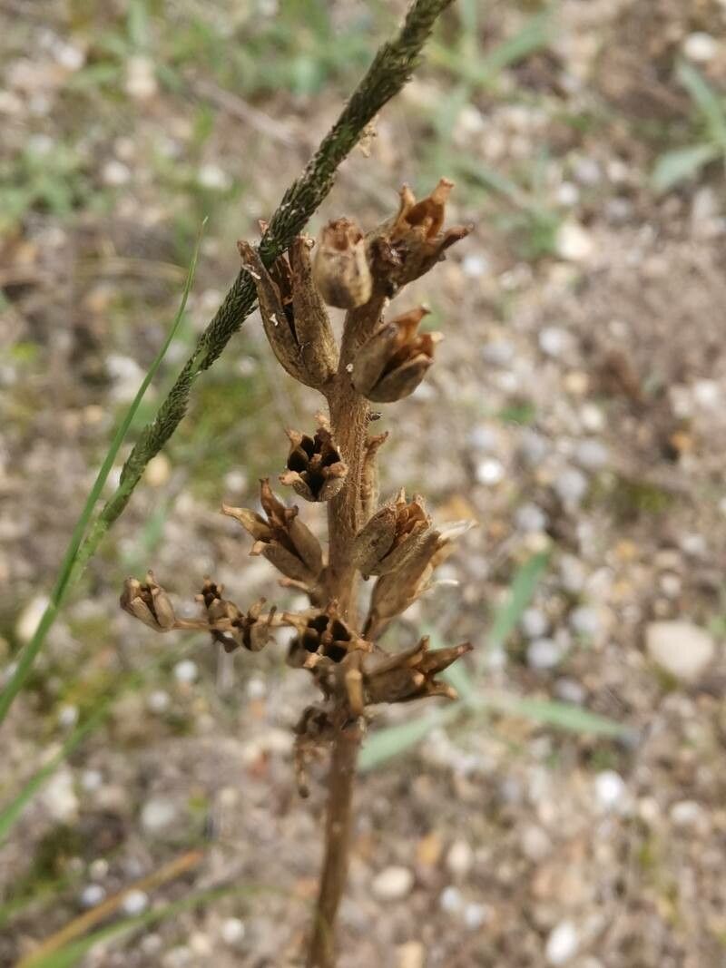 Carex liparocarpos — houseplant care guide