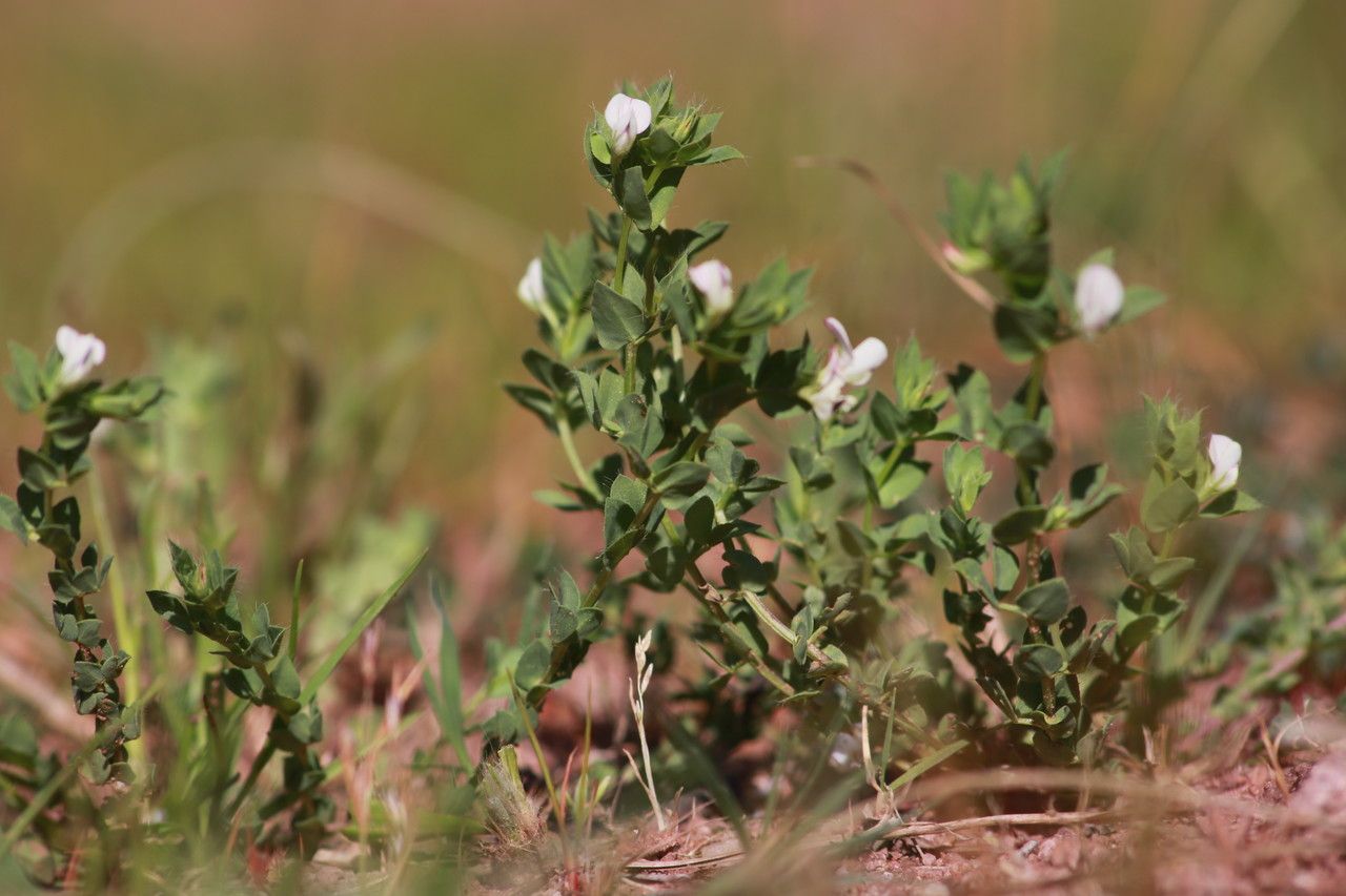 Lotus conimbricensis habit