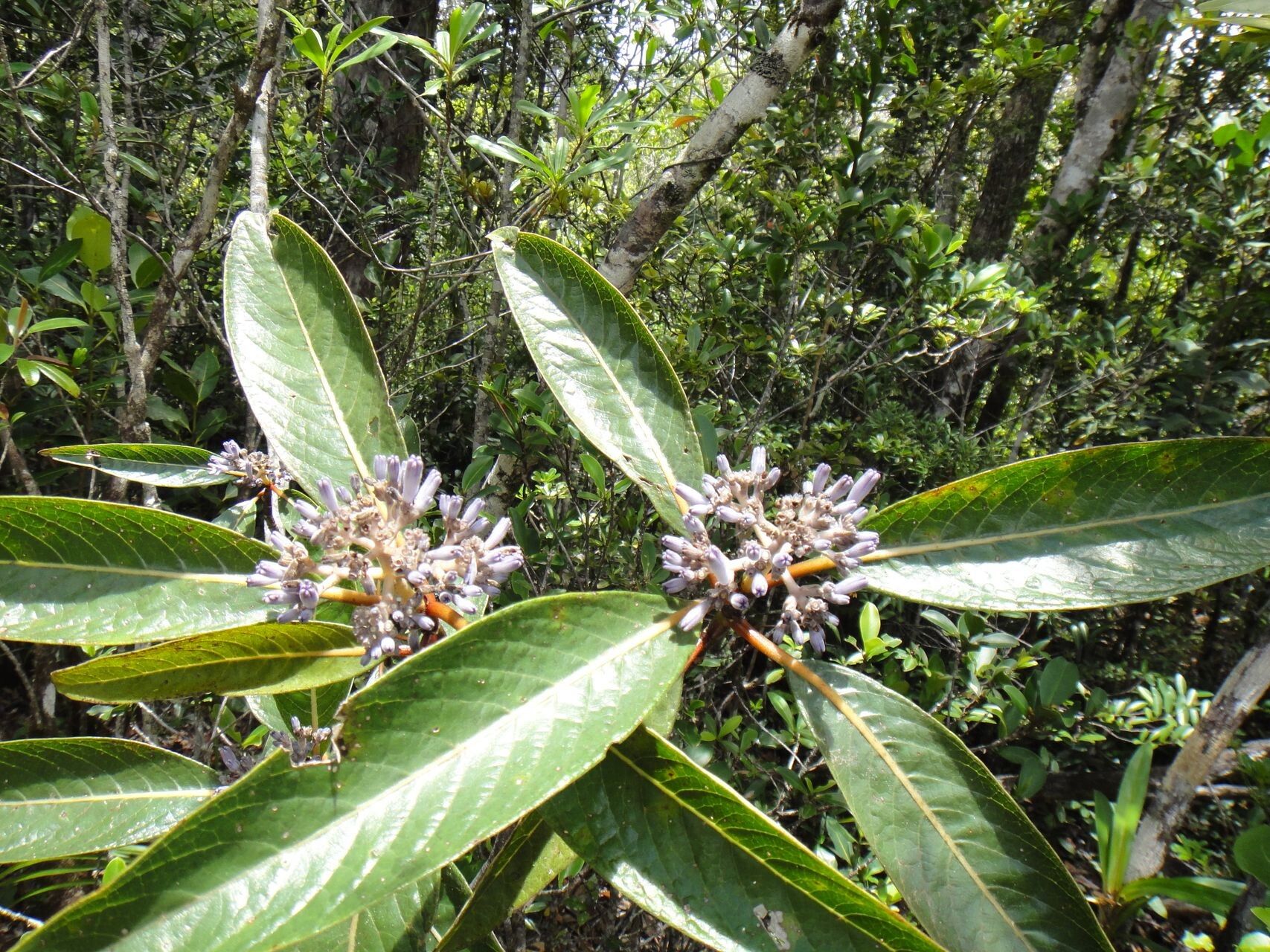 Psychotria poissoniana habit