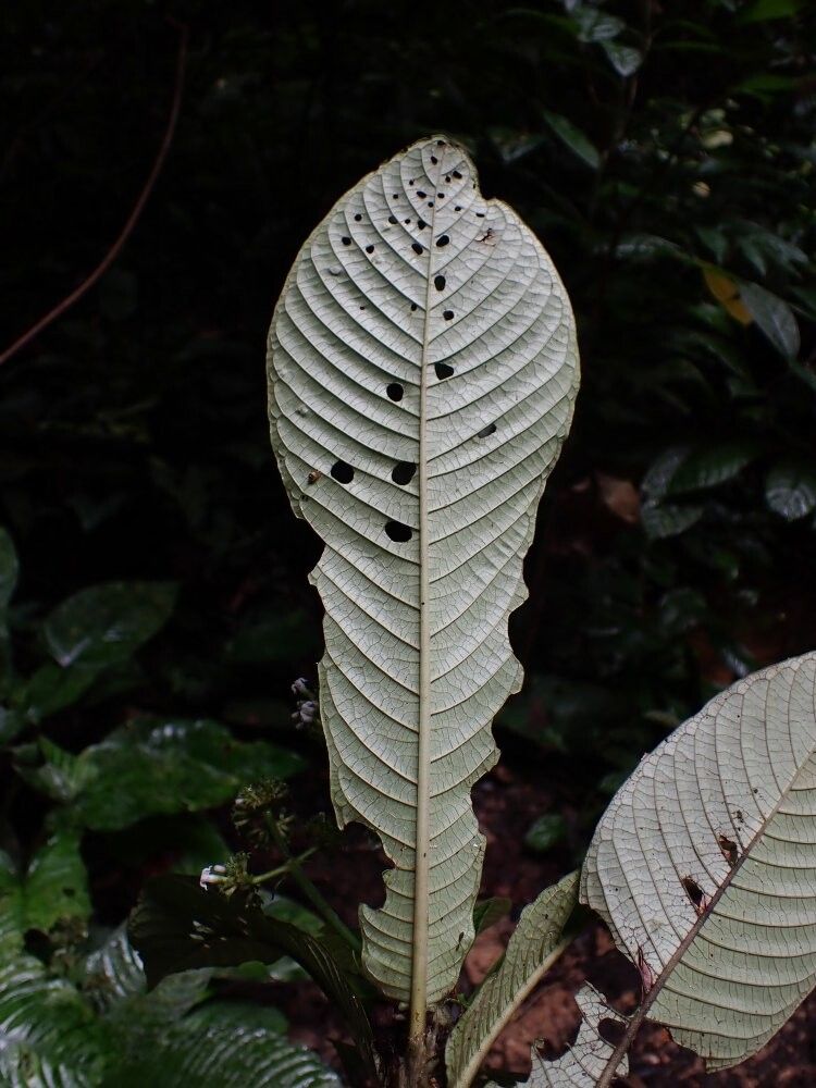 Psychotria radicifera — houseplant care guide