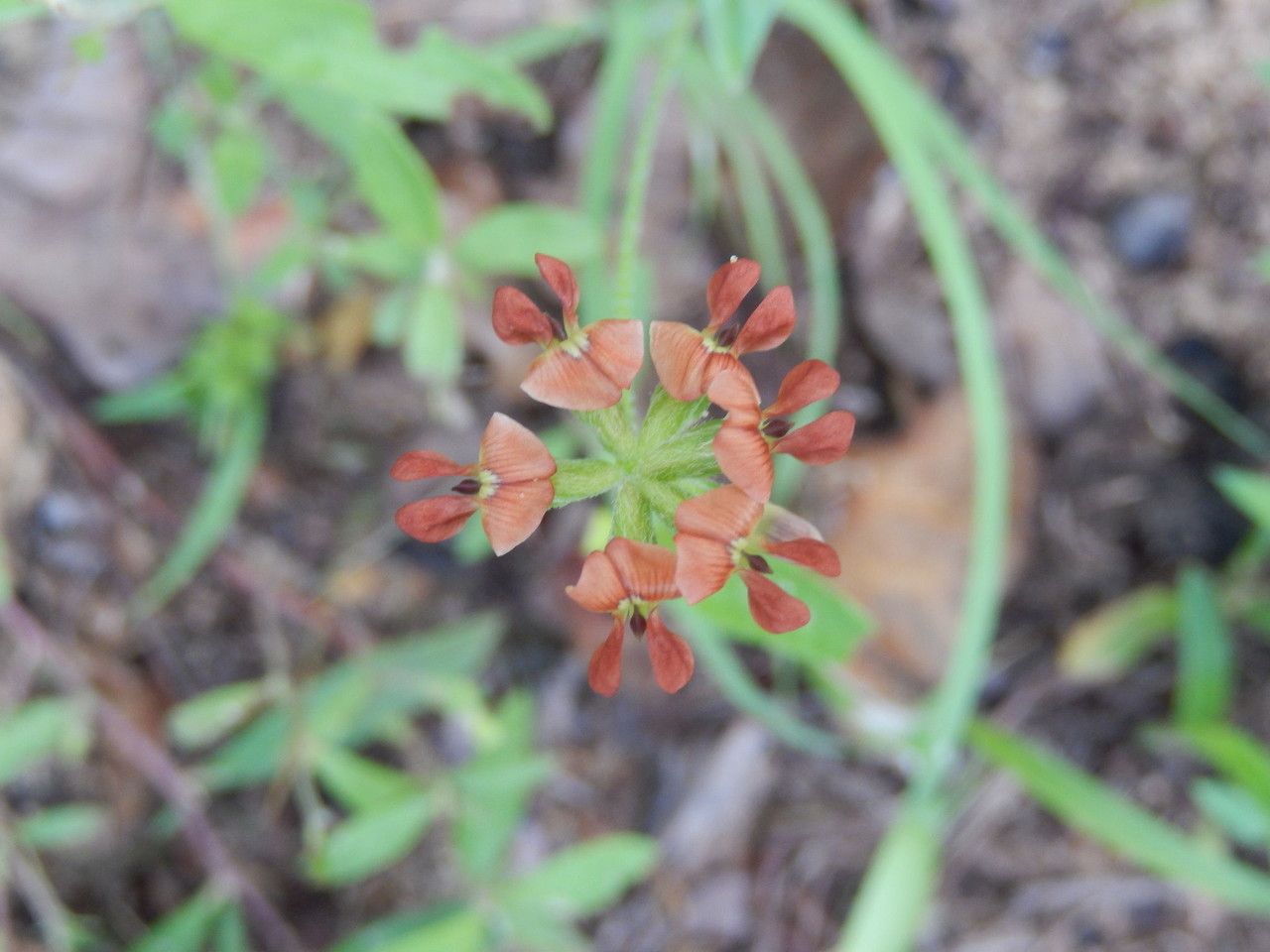 Psoralea rhombifolia — houseplant care guide