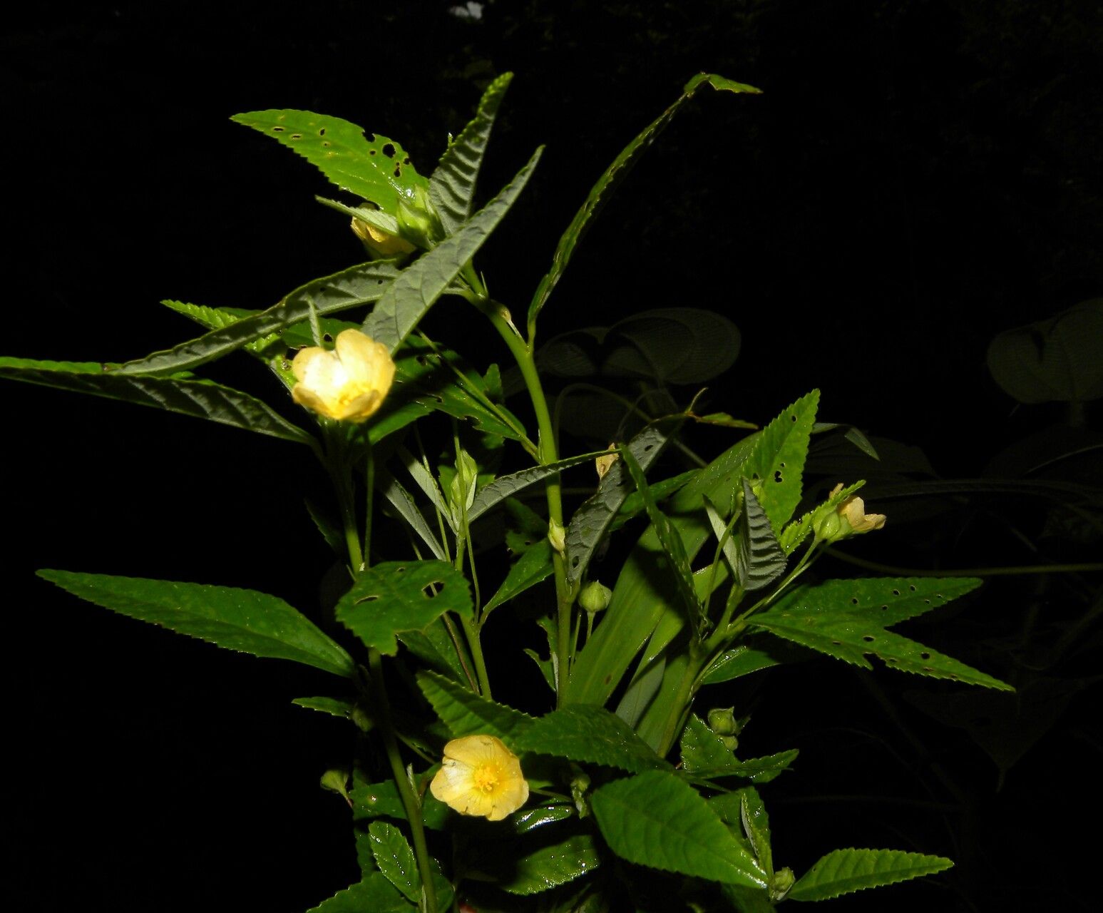 Sida haenkeana habit