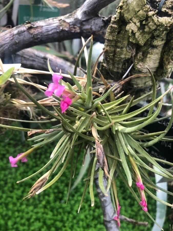 Tillandsia argentina — houseplant care guide