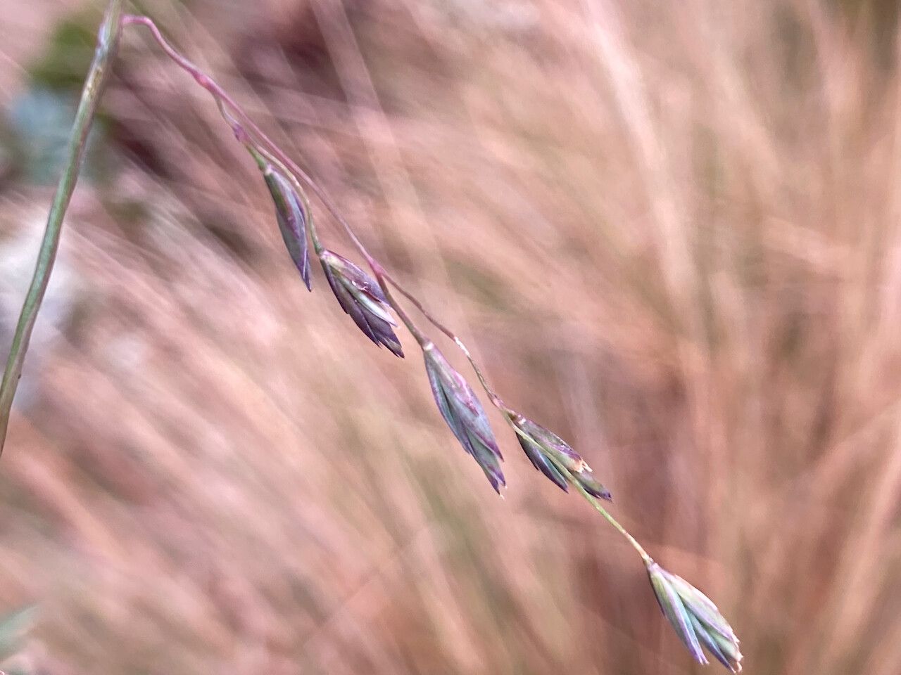 Festuca azucarica flower