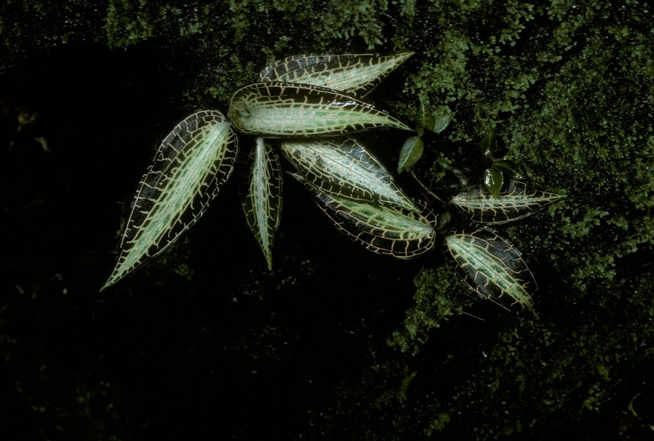 Anoectochilus roxburghii habit