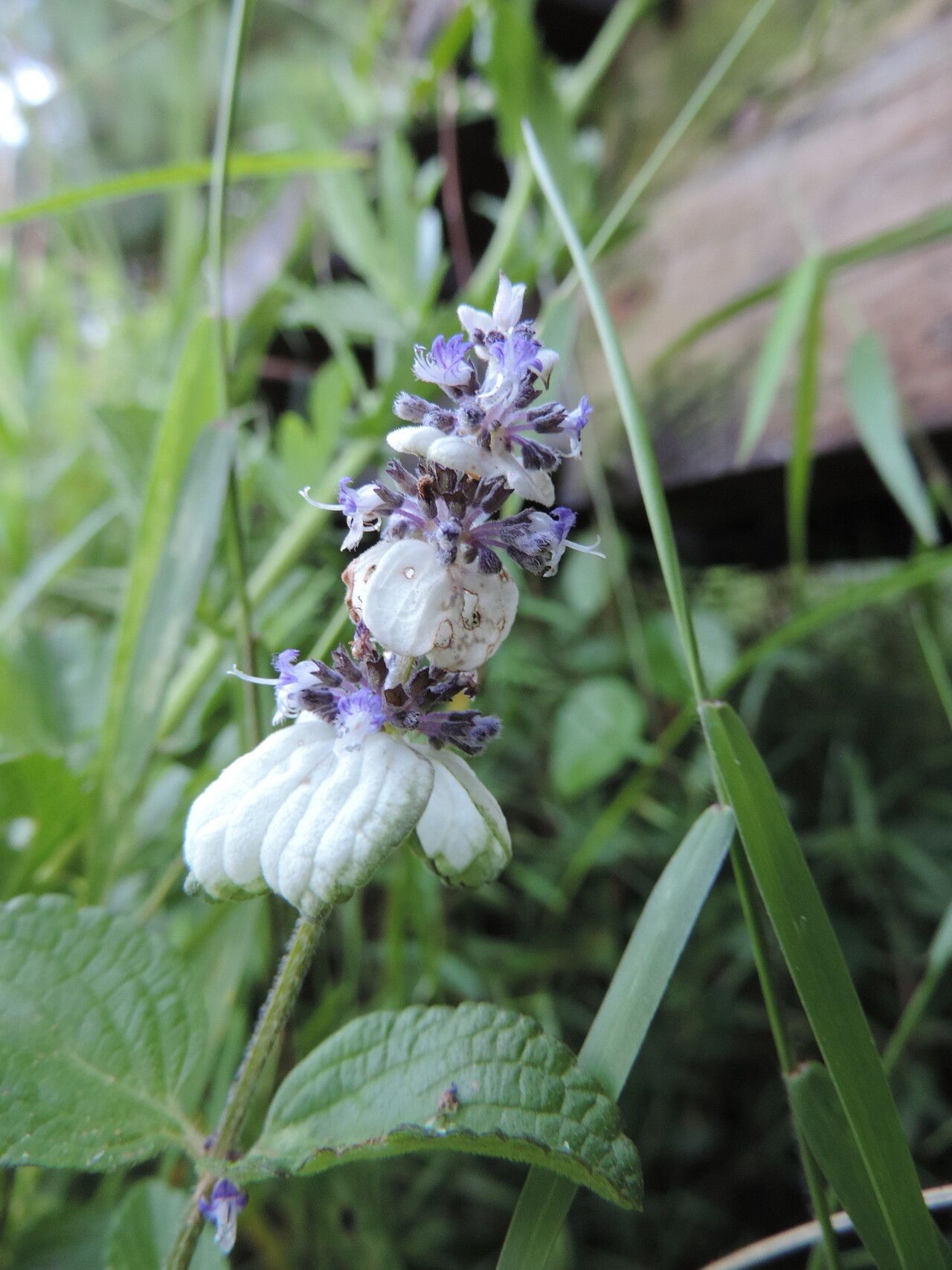Platostoma rotundifolium flower