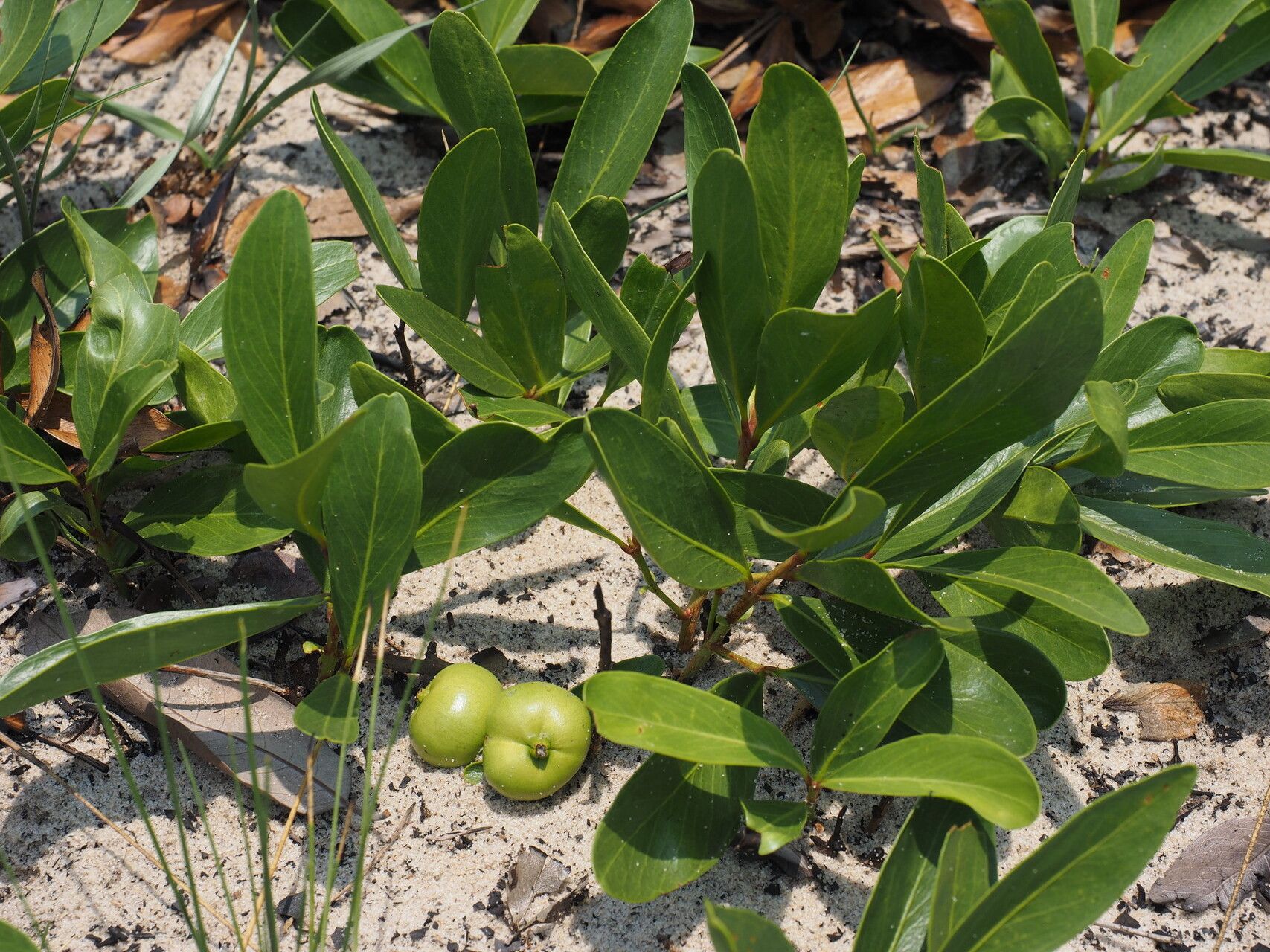 Garcinia buchneri — houseplant care guide