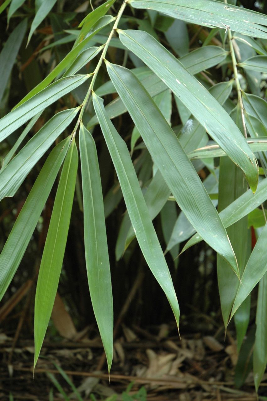 Ochlandra scriptoria — houseplant care guide