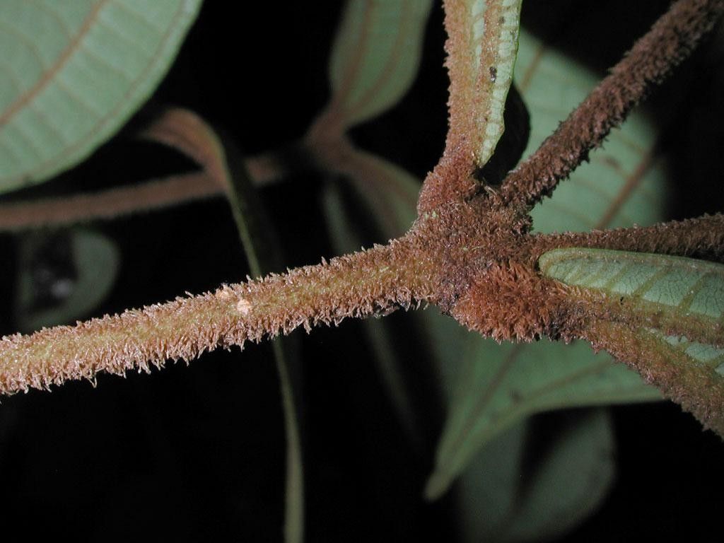 Miconia approximata bark