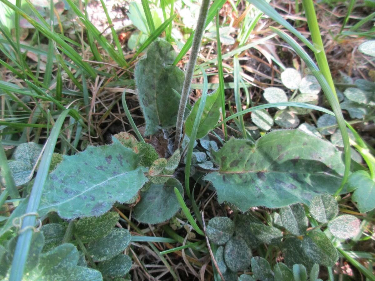 Hieracium ovalifolium leaf