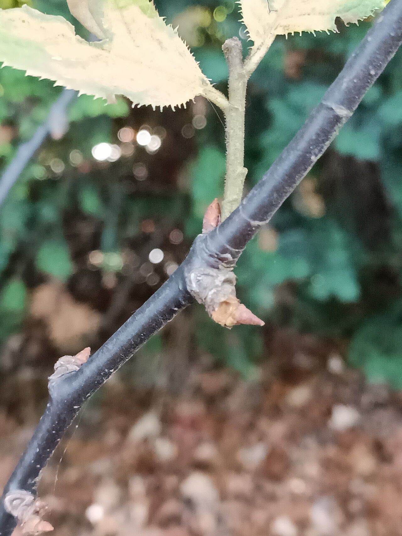Prunus himalayana bark