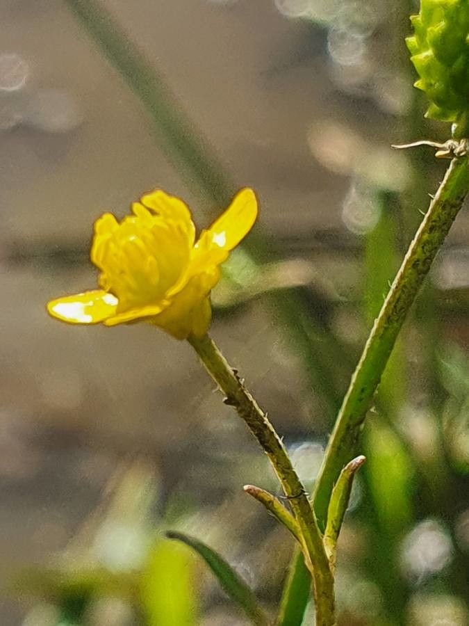 Ranunculus multifidus flower