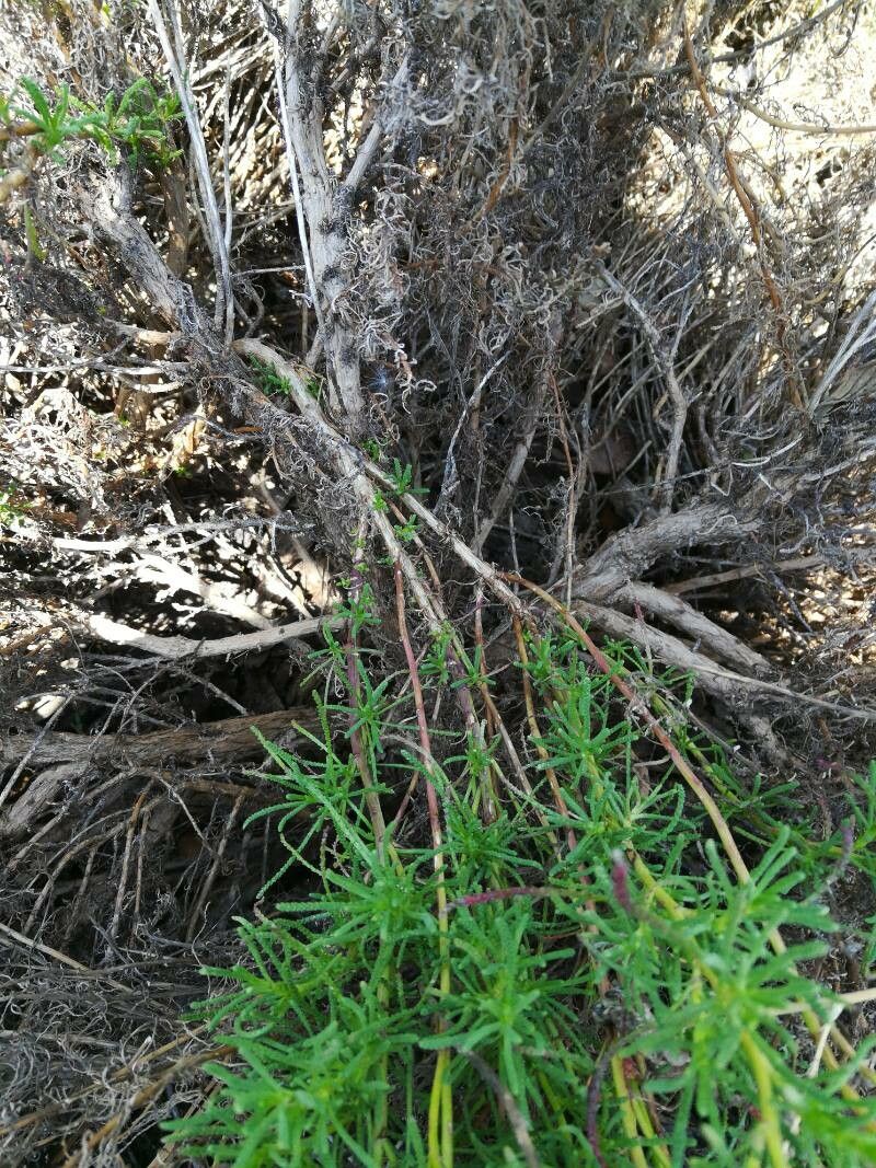 Santolina benthamiana bark