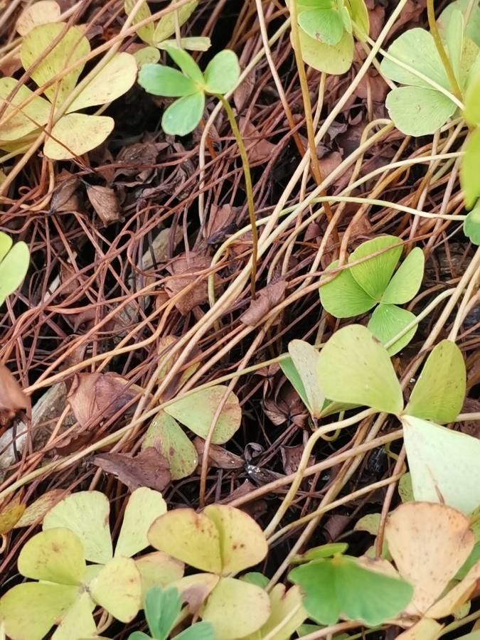 Marsilea quadrifolia bark