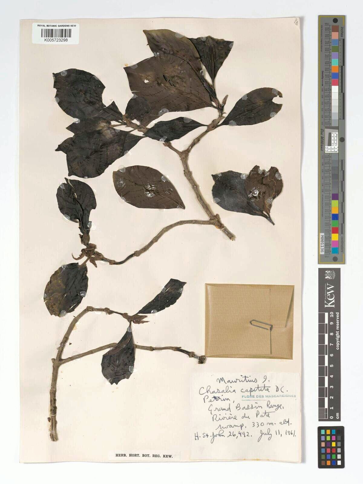 Chassalia capitata — houseplant care guide