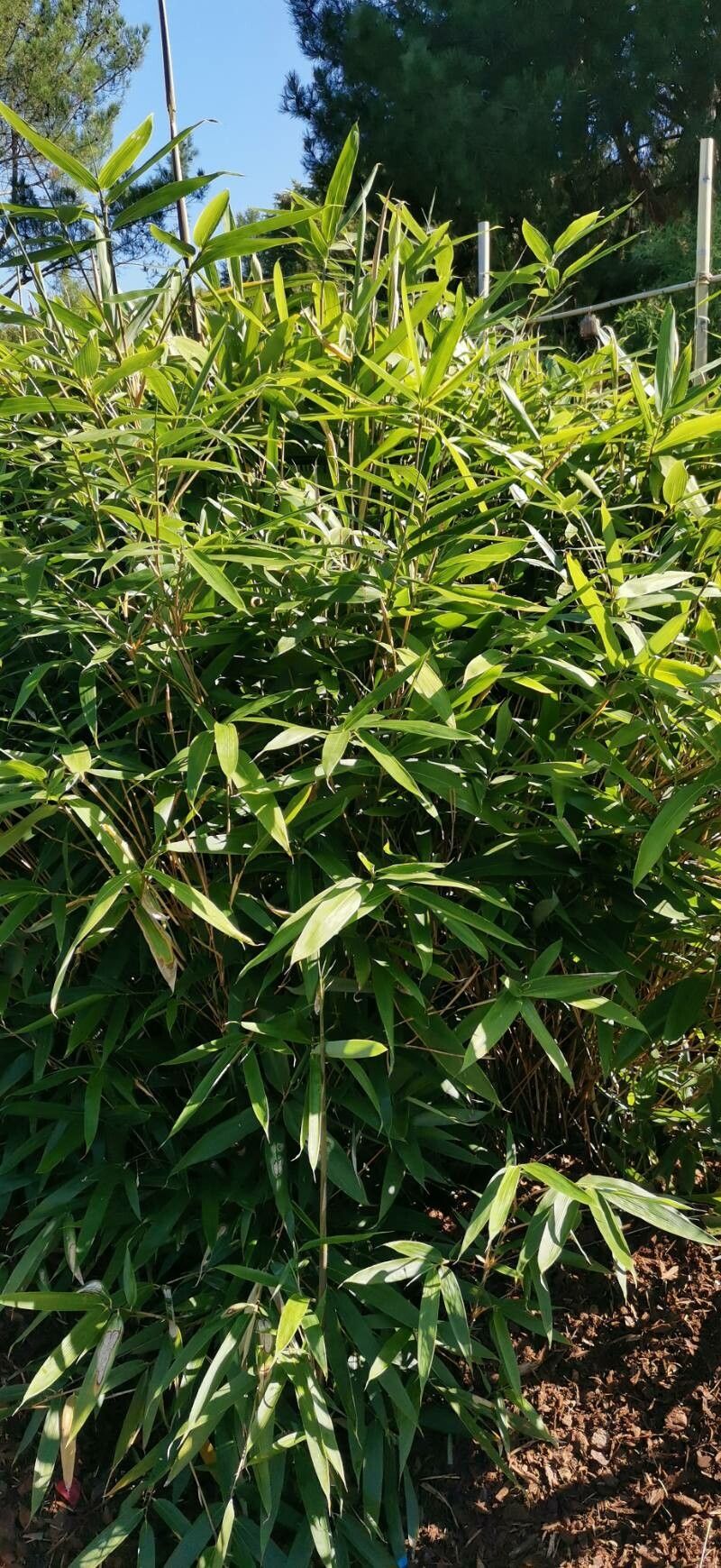 Sasa tsuboiana habit