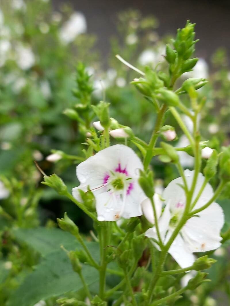Veronica catarractae flower