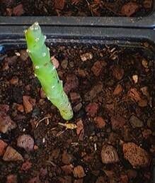 Euphorbia famatamboay — houseplant care guide