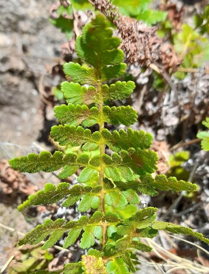 Anemia tomentosa leaf