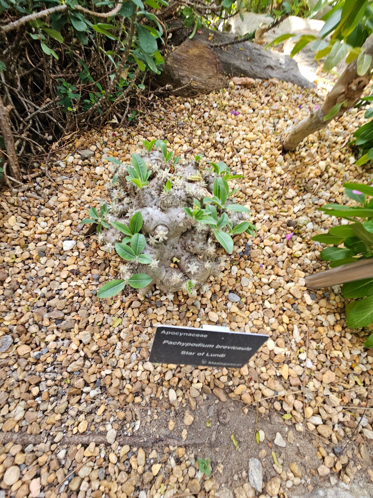Pachypodium brevicaule habit