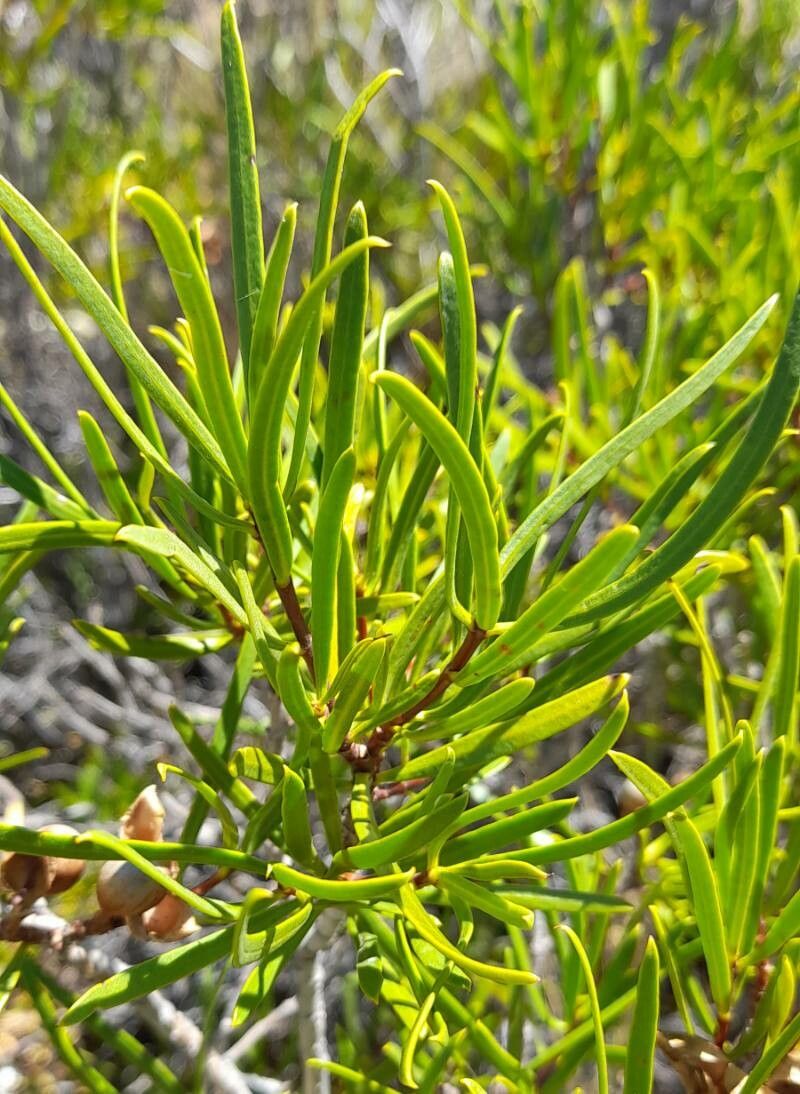 Colliguaja integerrima — related species from the same genus