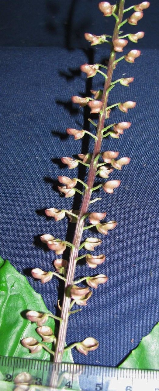 Scutellaria glabra other