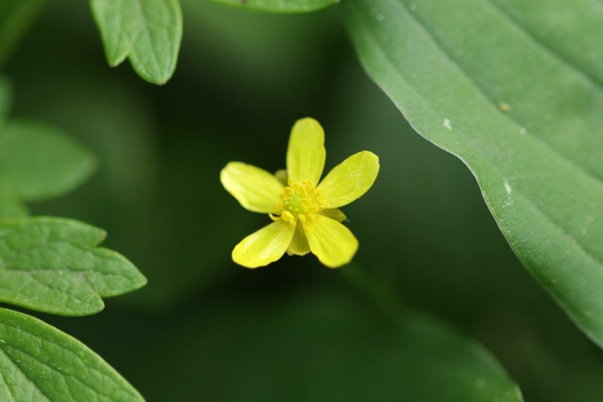 Ranunculus ternatus — houseplant care guide
