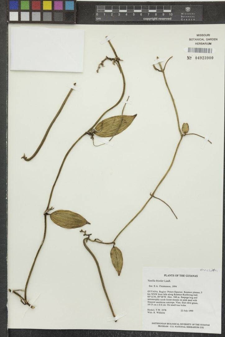 Vanilla bicolor other