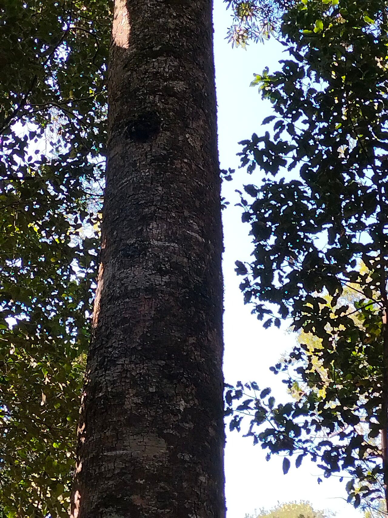 Ocotea bullata habit