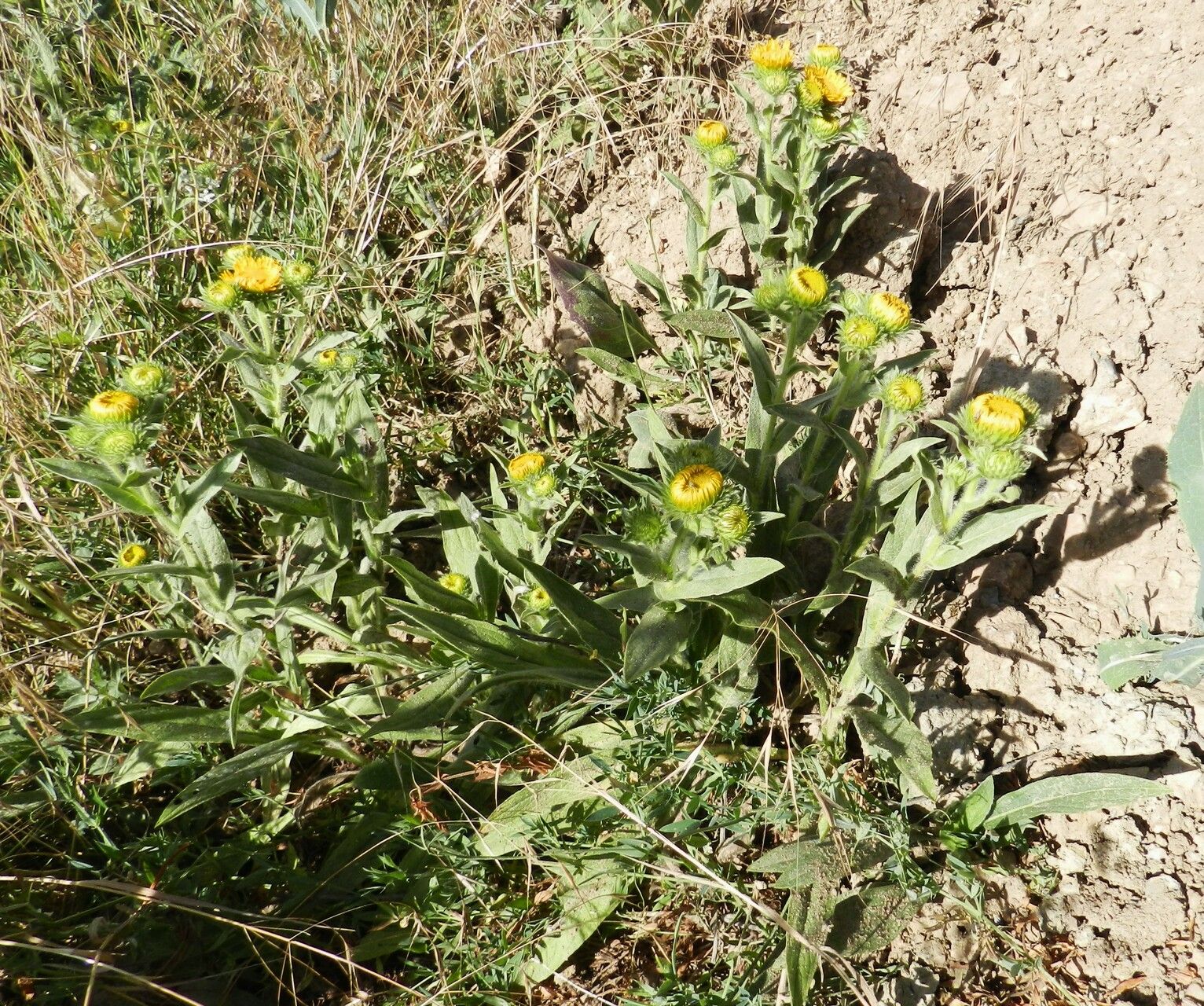 Inula helenioides habit