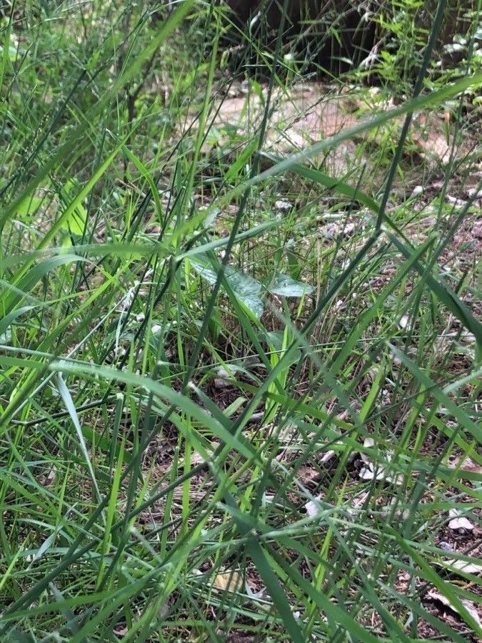 Brachypodium retusum leaf