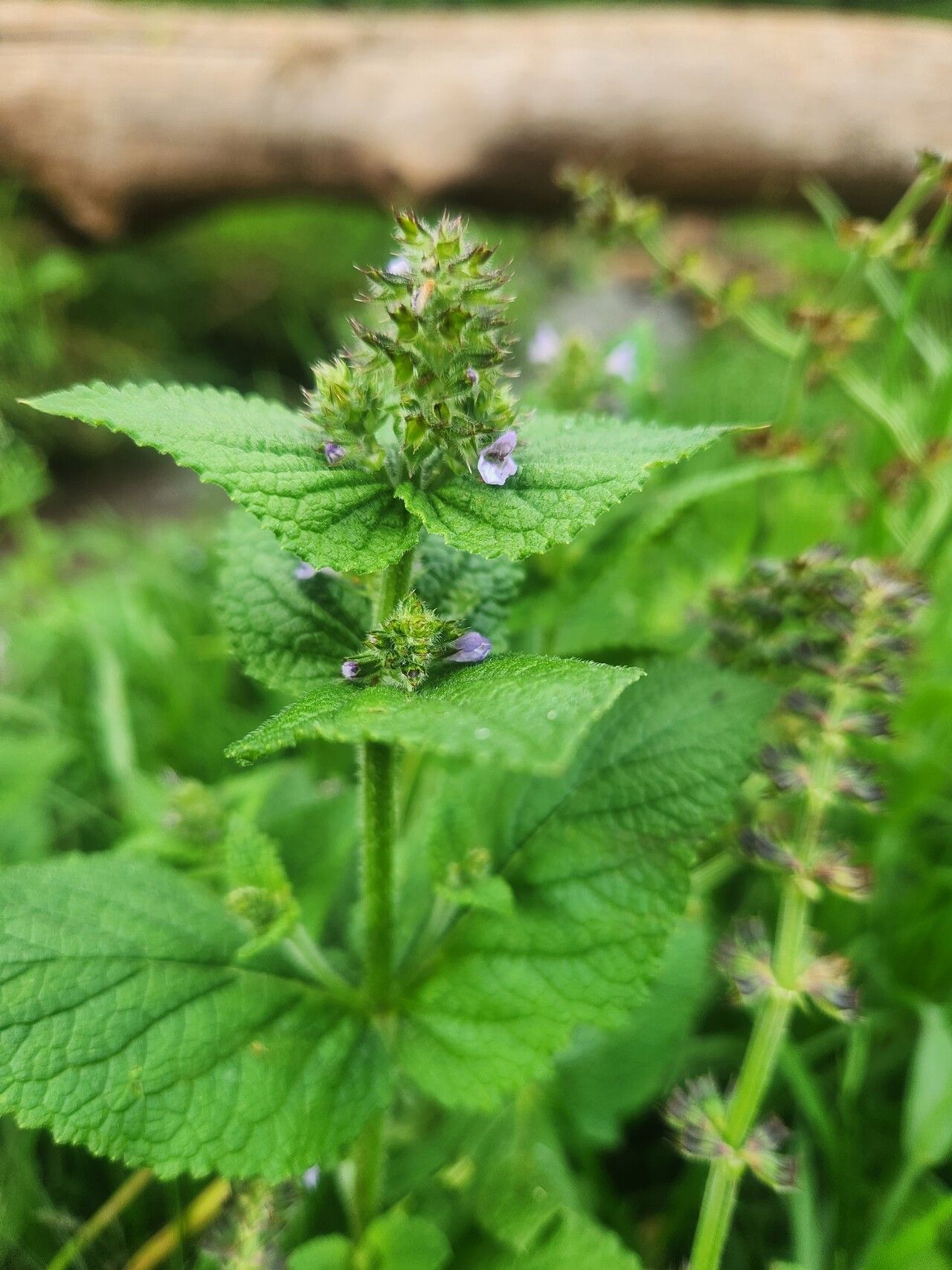 Salvia merjamie flower