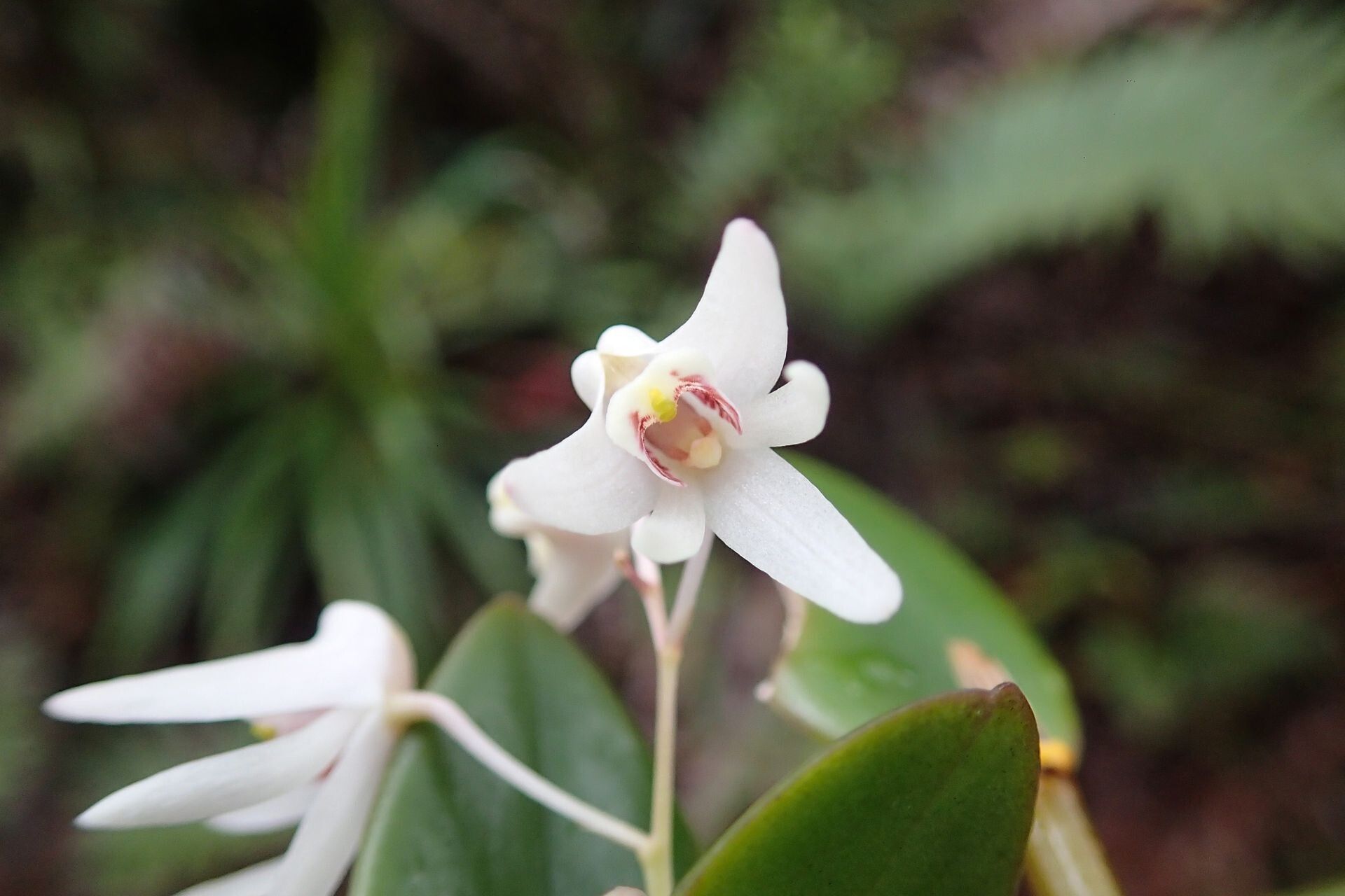 Dendrobium macropus flower