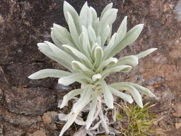 Pseudognaphalium sandwicensium — search result for 'Pseudognaphalium'