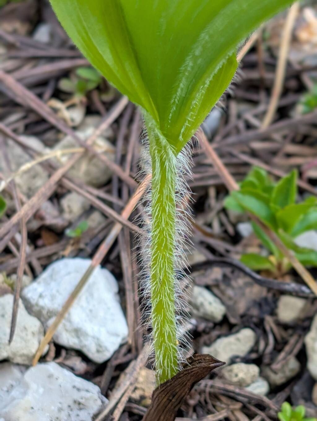 Cypripedium × alaskanum bark